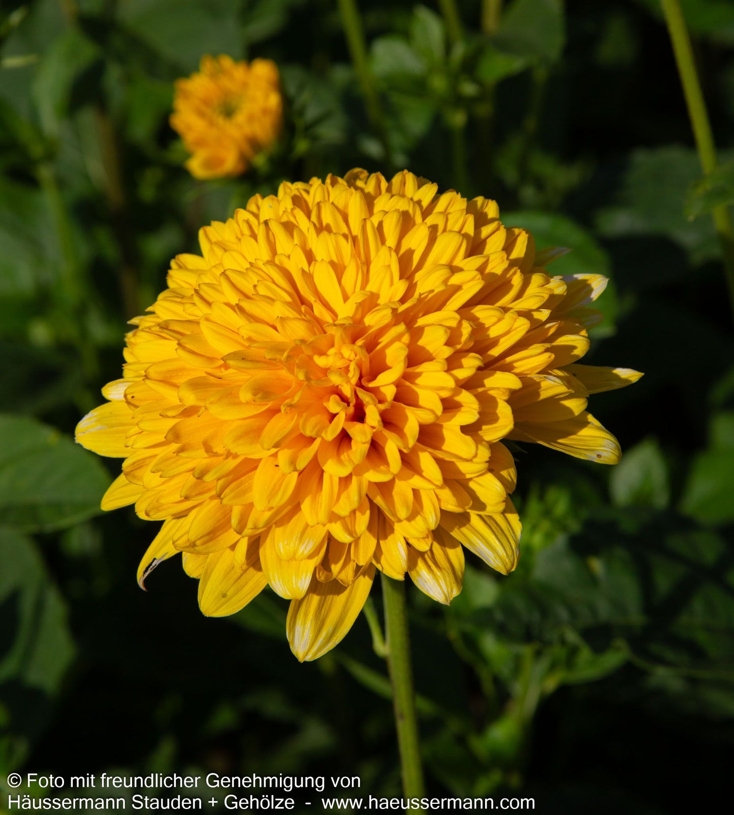 Sonnenauge 'Goldgefieder' (Heliopsis scabra)