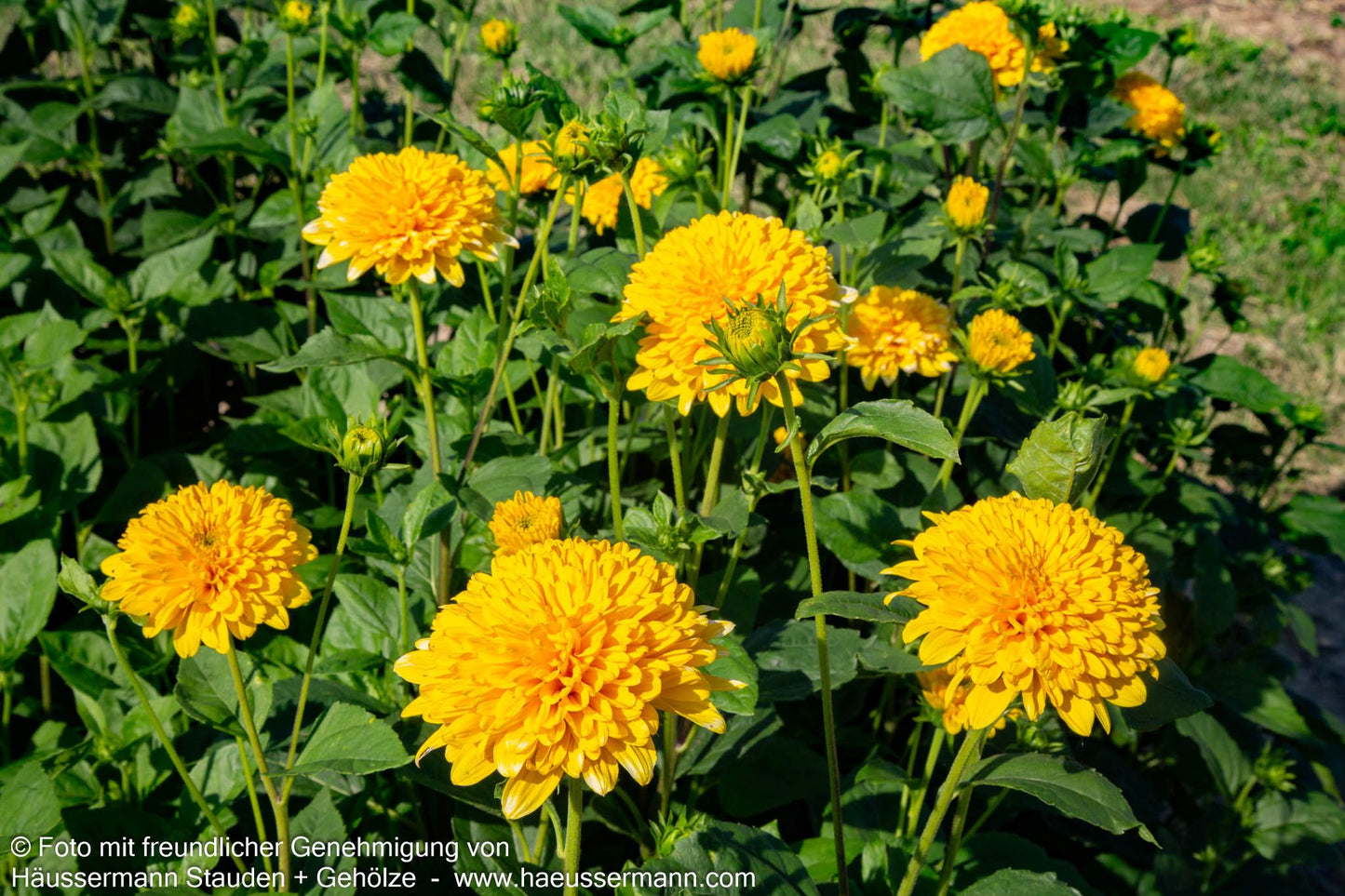 Sonnenauge 'Goldgefieder' (Heliopsis scabra)