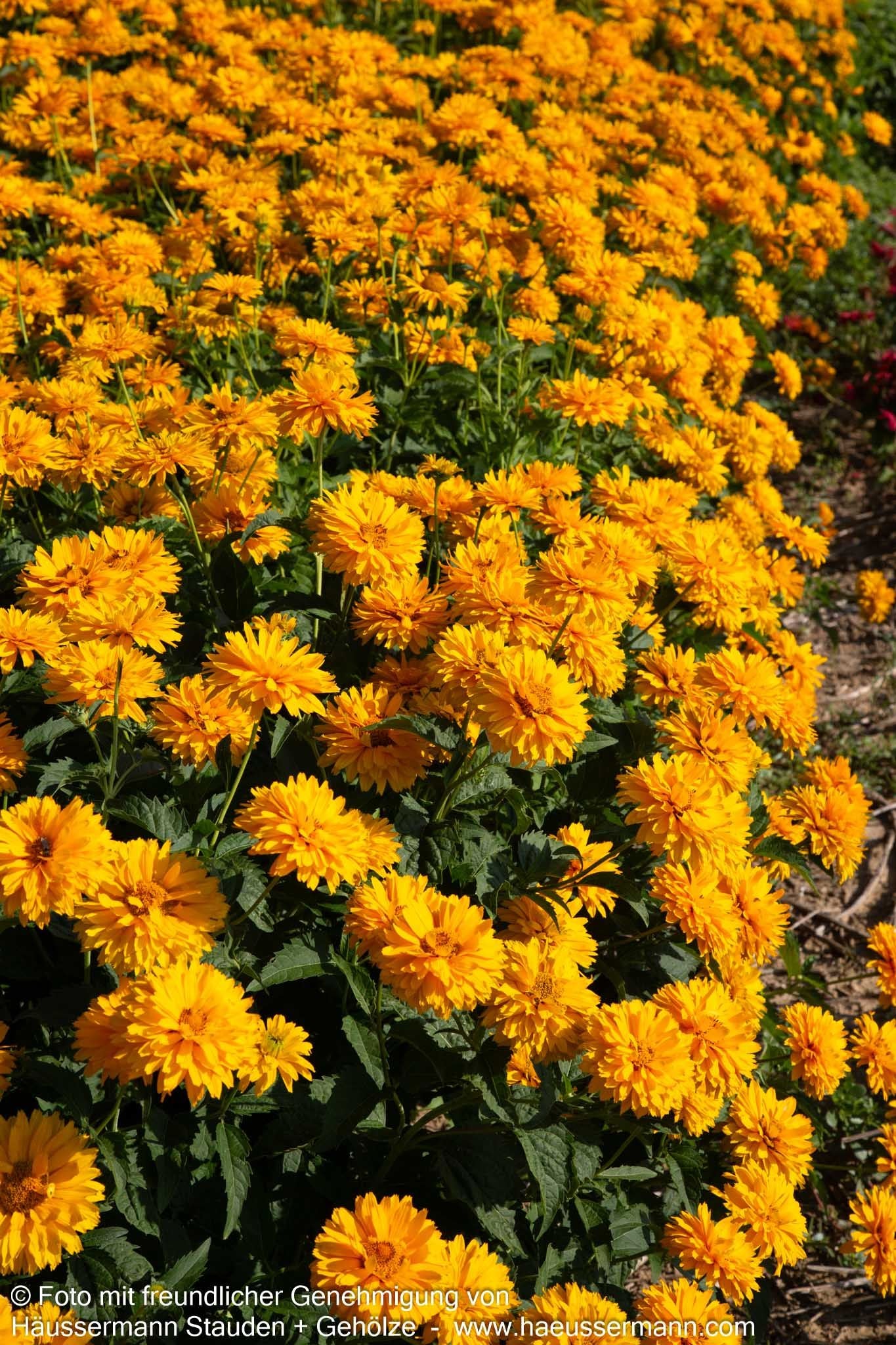 Sonnenauge 'Goldgefieder' (Heliopsis scabra)
