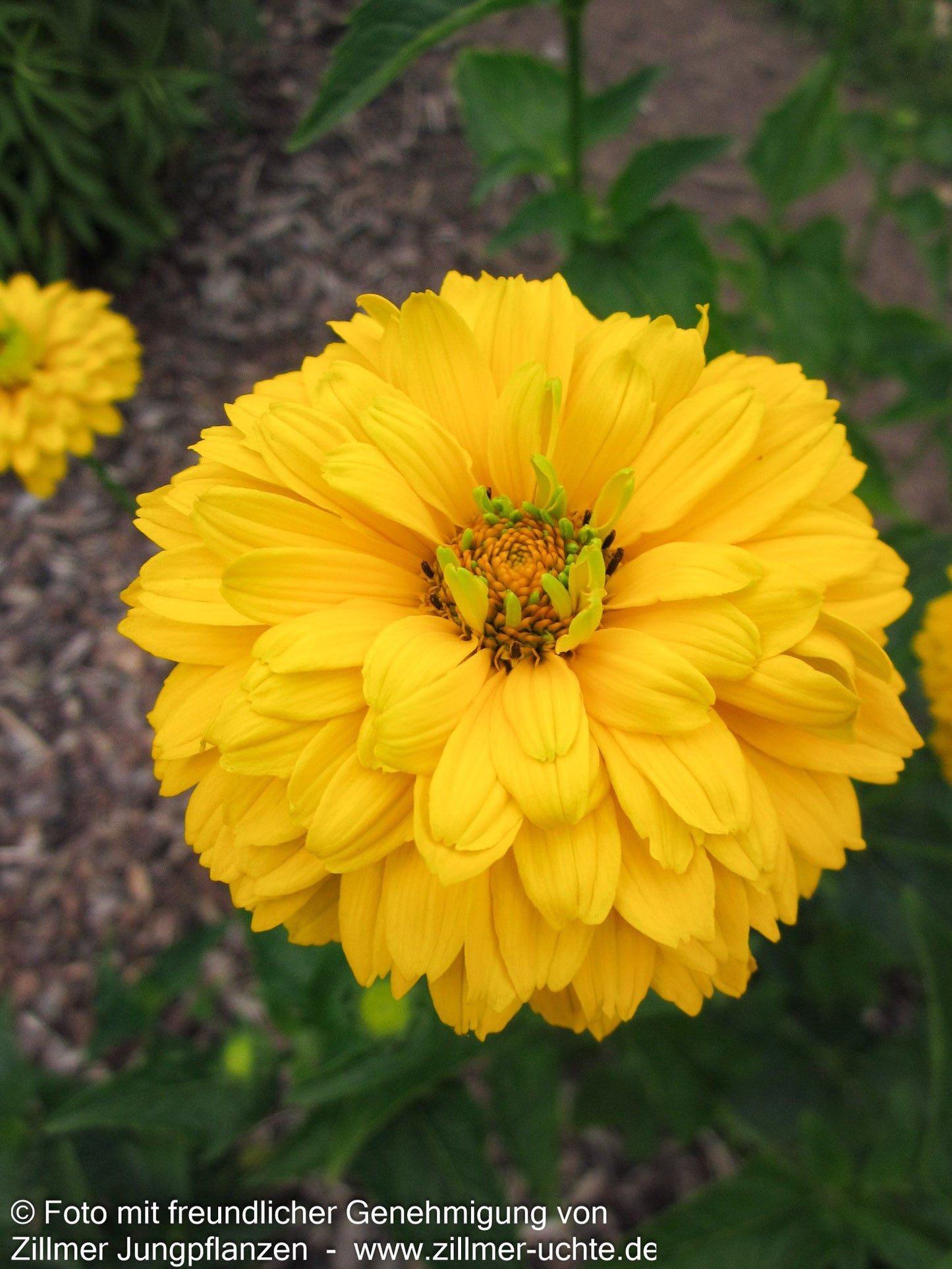 Sonnenauge 'Goldgrünherz' (Heliopsis scabra)