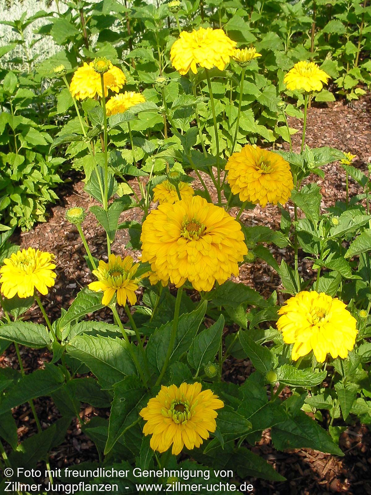 Sonnenauge 'Goldgrünherz' (Heliopsis scabra)