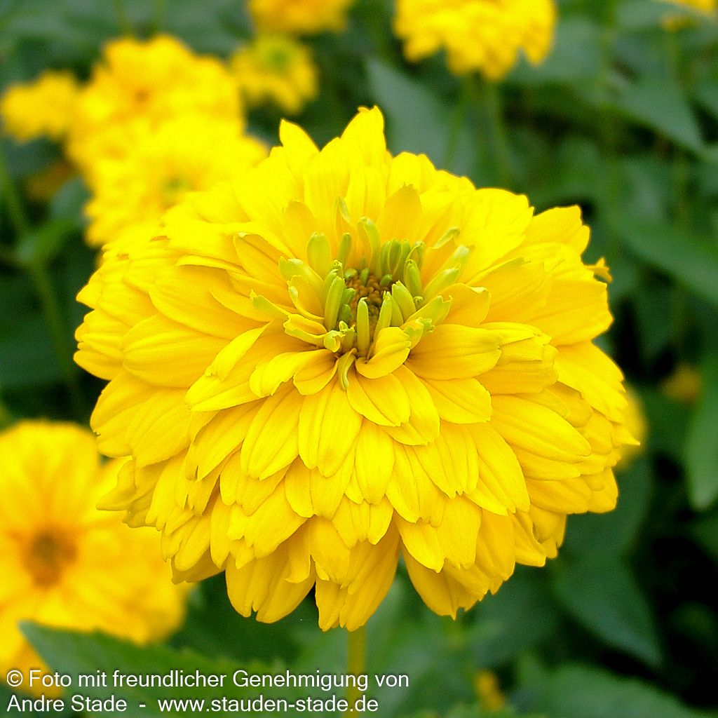 Sonnenauge 'Goldgrünherz' (Heliopsis scabra)