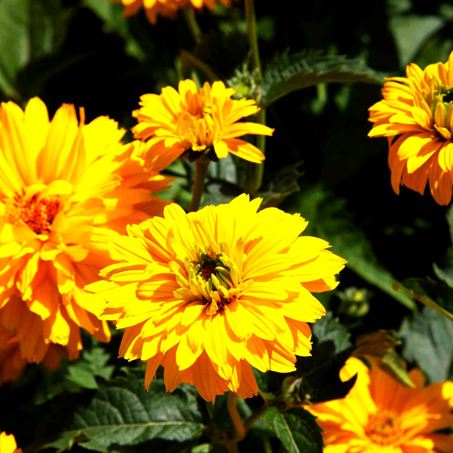 Sonnenauge 'Goldgrünherz' (Heliopsis scabra)