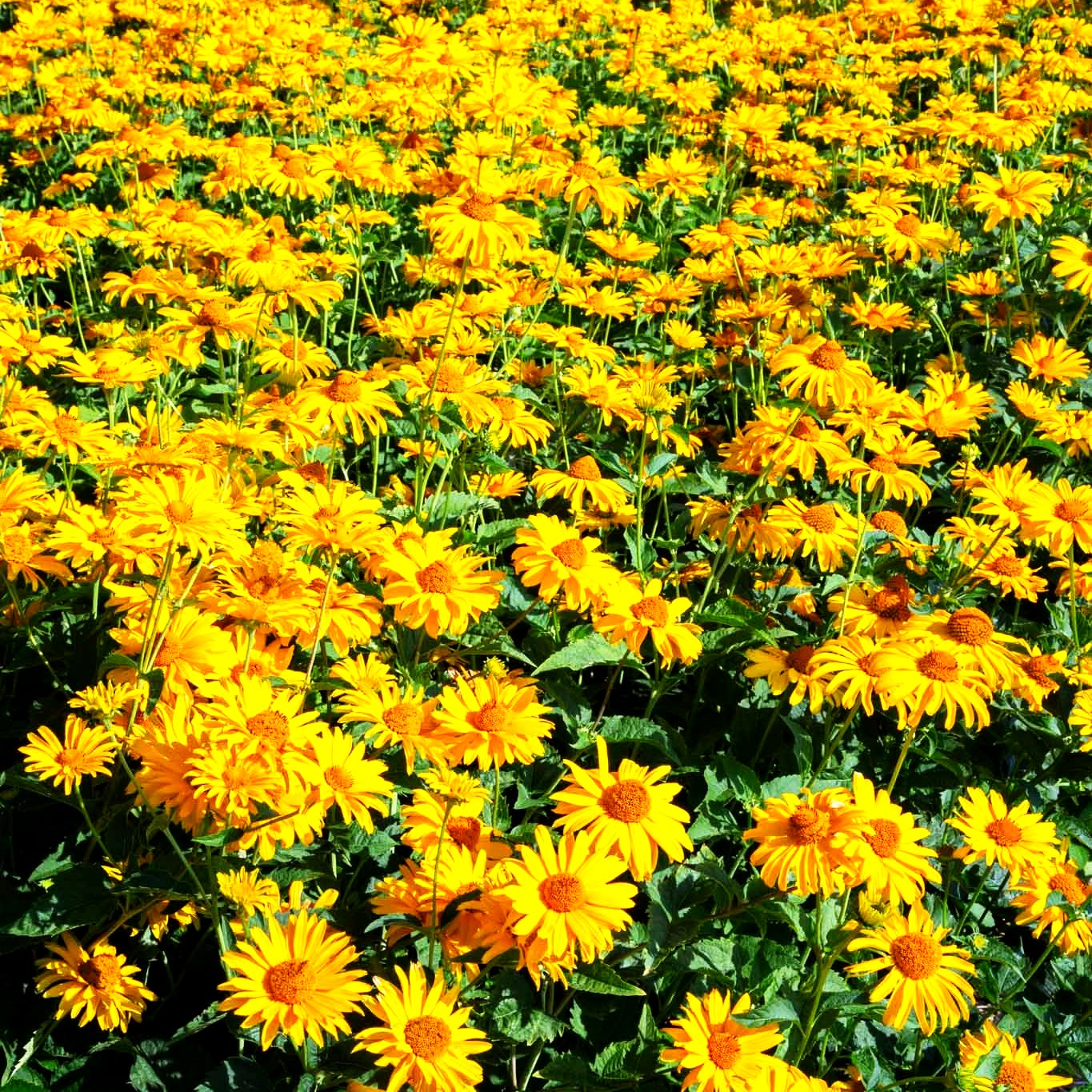 Sonnenauge 'Hohlspiegel' (Heliopsis scabra)