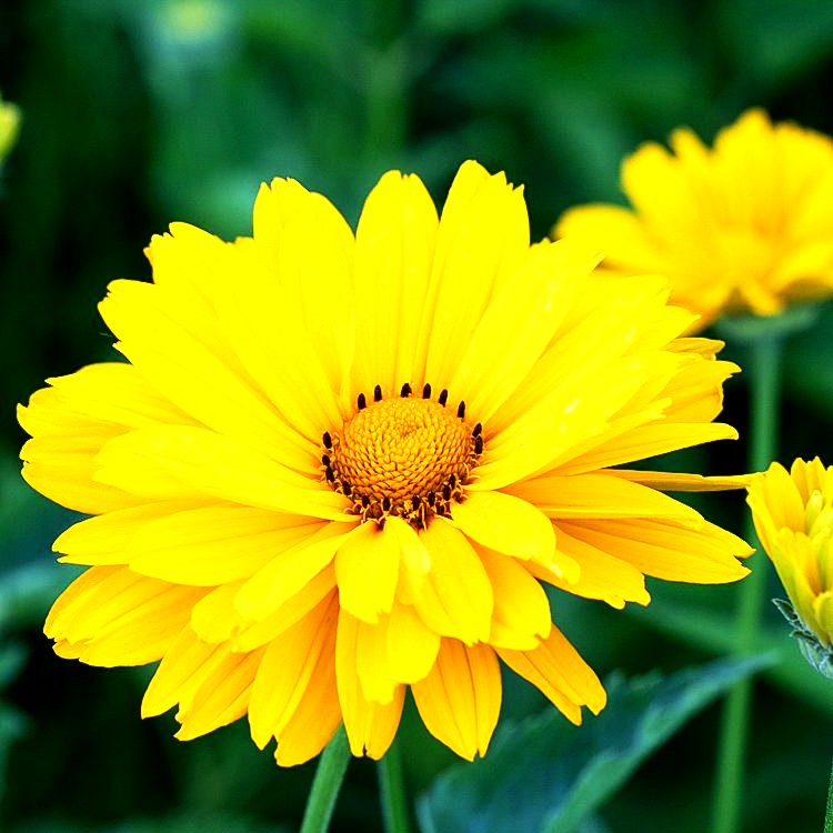Sonnenauge 'Venus' (Heliopsis scabra)
