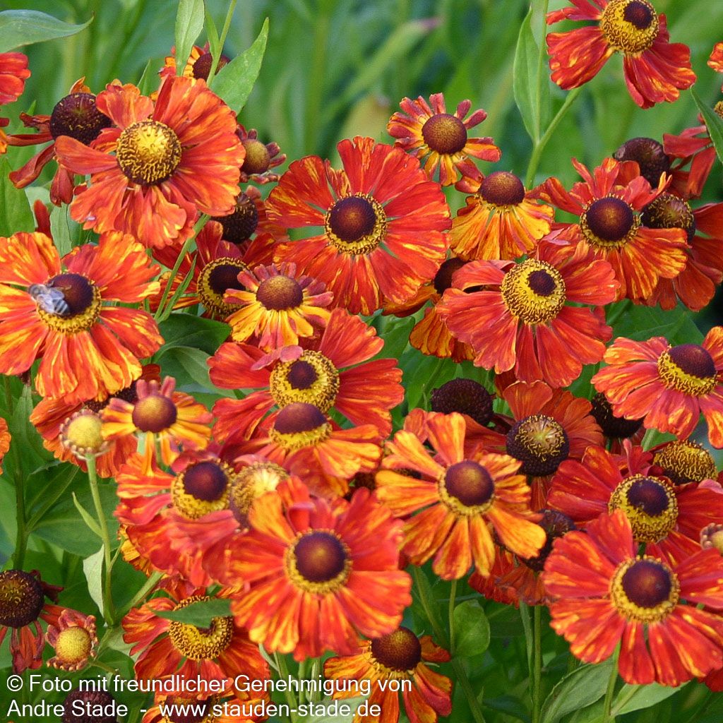 Sonnenbraut 'Baudirektor Linne' (Helenium x cult.)