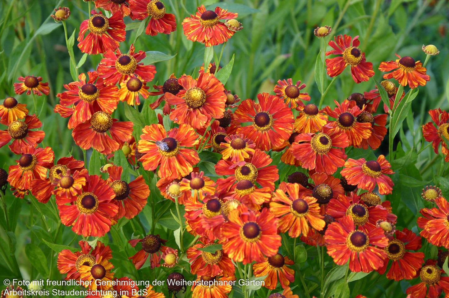 Sonnenbraut 'Baudirektor Linne' (Helenium x cult.)