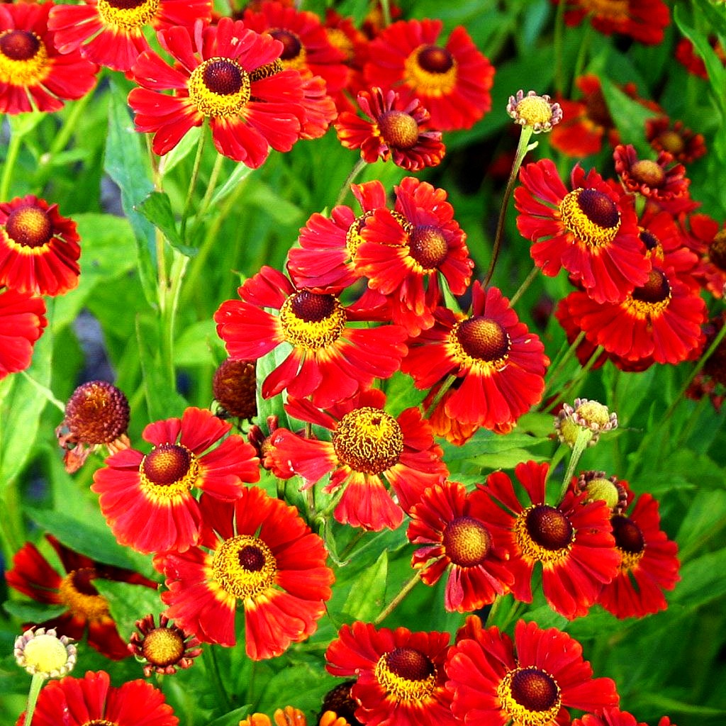 Sonnenbraut 'Dunkle Pracht' (Helenium x cult.)