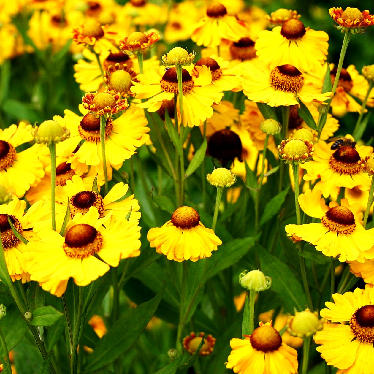 Sonnenbraut 'Goldrausch' (Helenium x cult.)