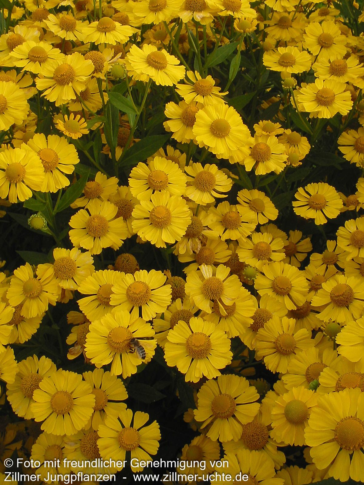 Sonnenbraut 'Kanaria' (Helenium x cult.)