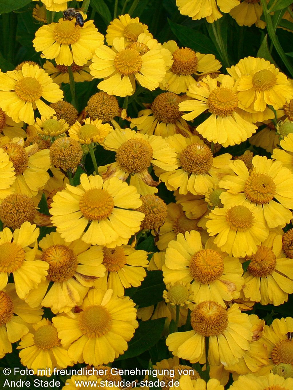 Sonnenbraut 'Kanaria' (Helenium x cult.)