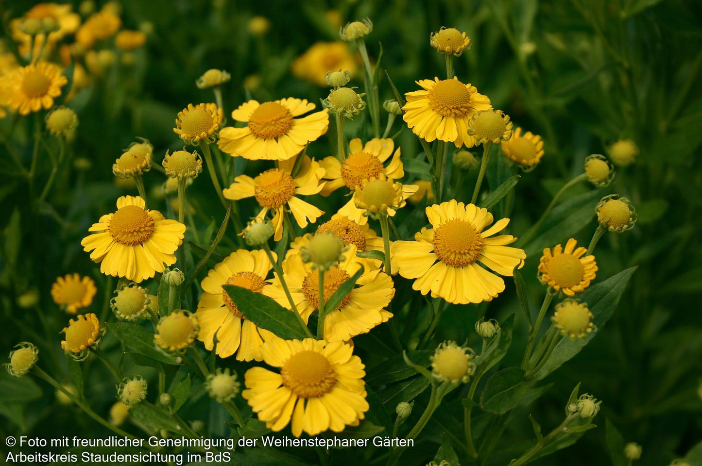 Sonnenbraut 'Kanaria' (Helenium x cult.)