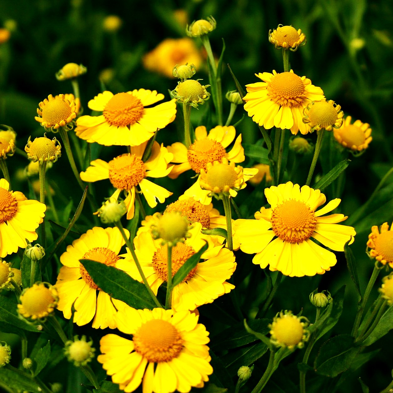 Sonnenbraut 'Kanaria' (Helenium x cult.)