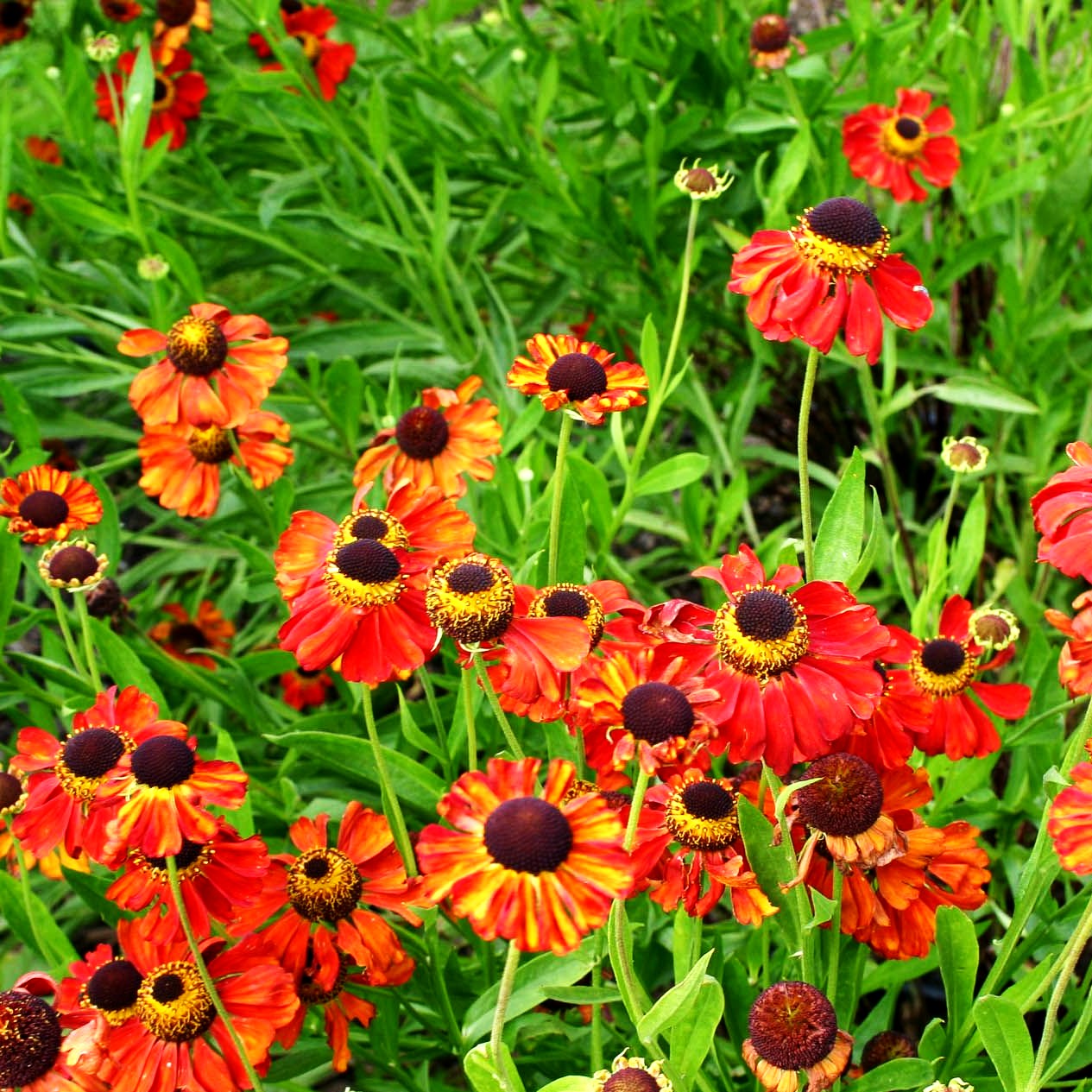 Sonnenbraut 'Kupferzwerg' (Helenium x cult.)