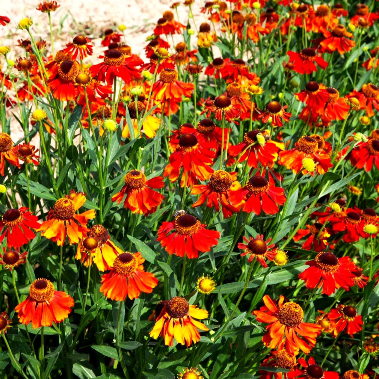 Sonnenbraut 'Moerheim Beauty' (Helenium x cult.)