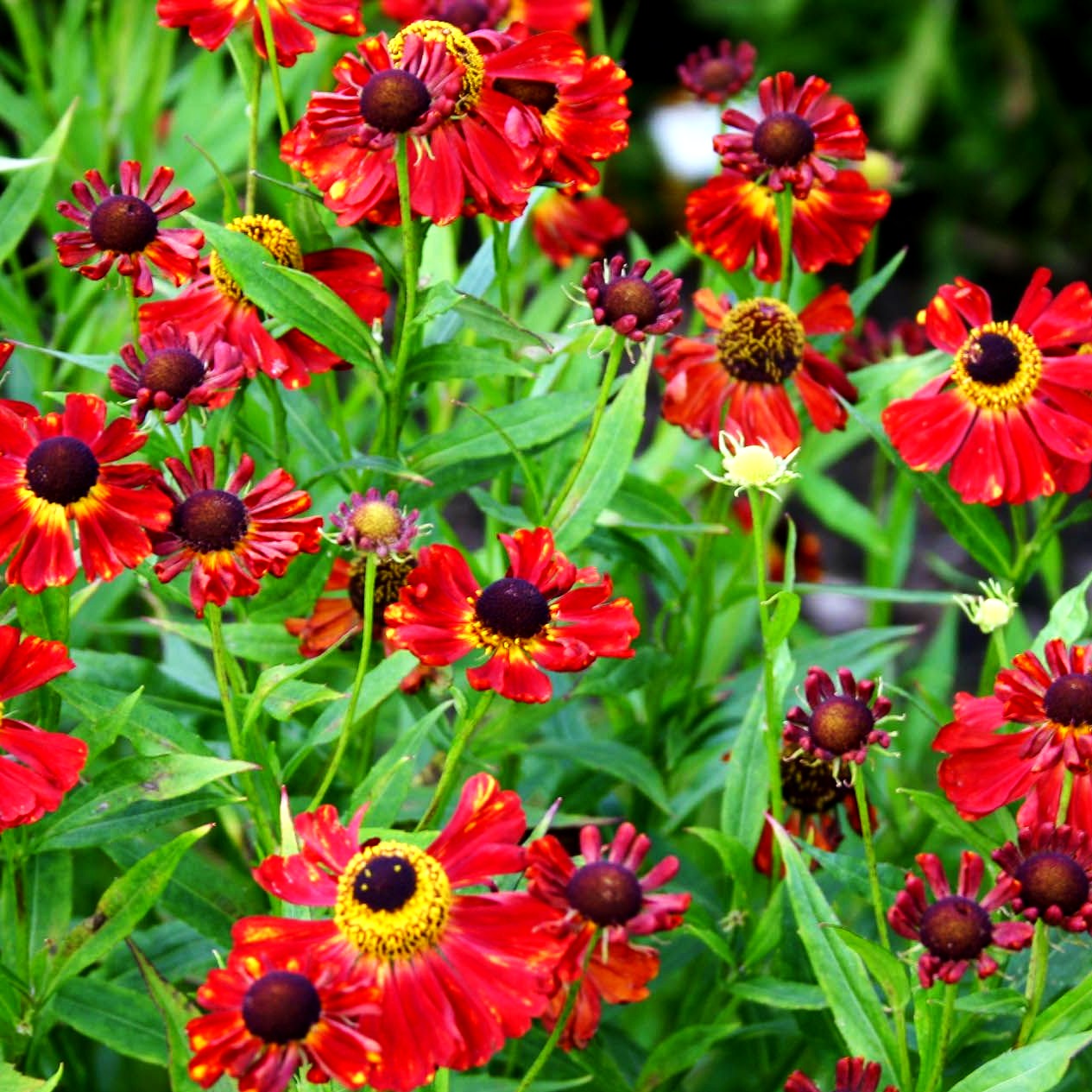 Sonnenbraut 'Rubinzwerg' (Helenium x cult.)