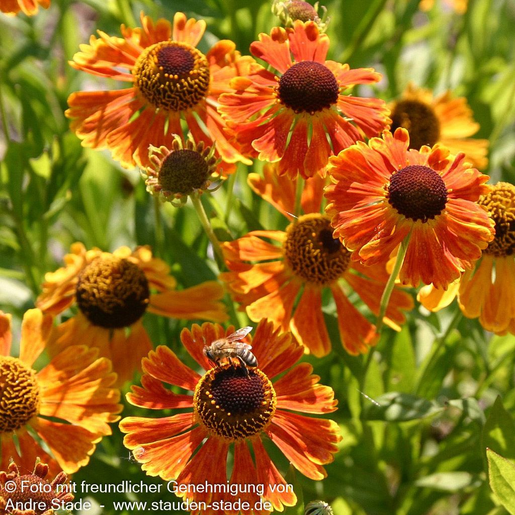 Sonnenbraut 'Waltraut' (Helenium x cult.)