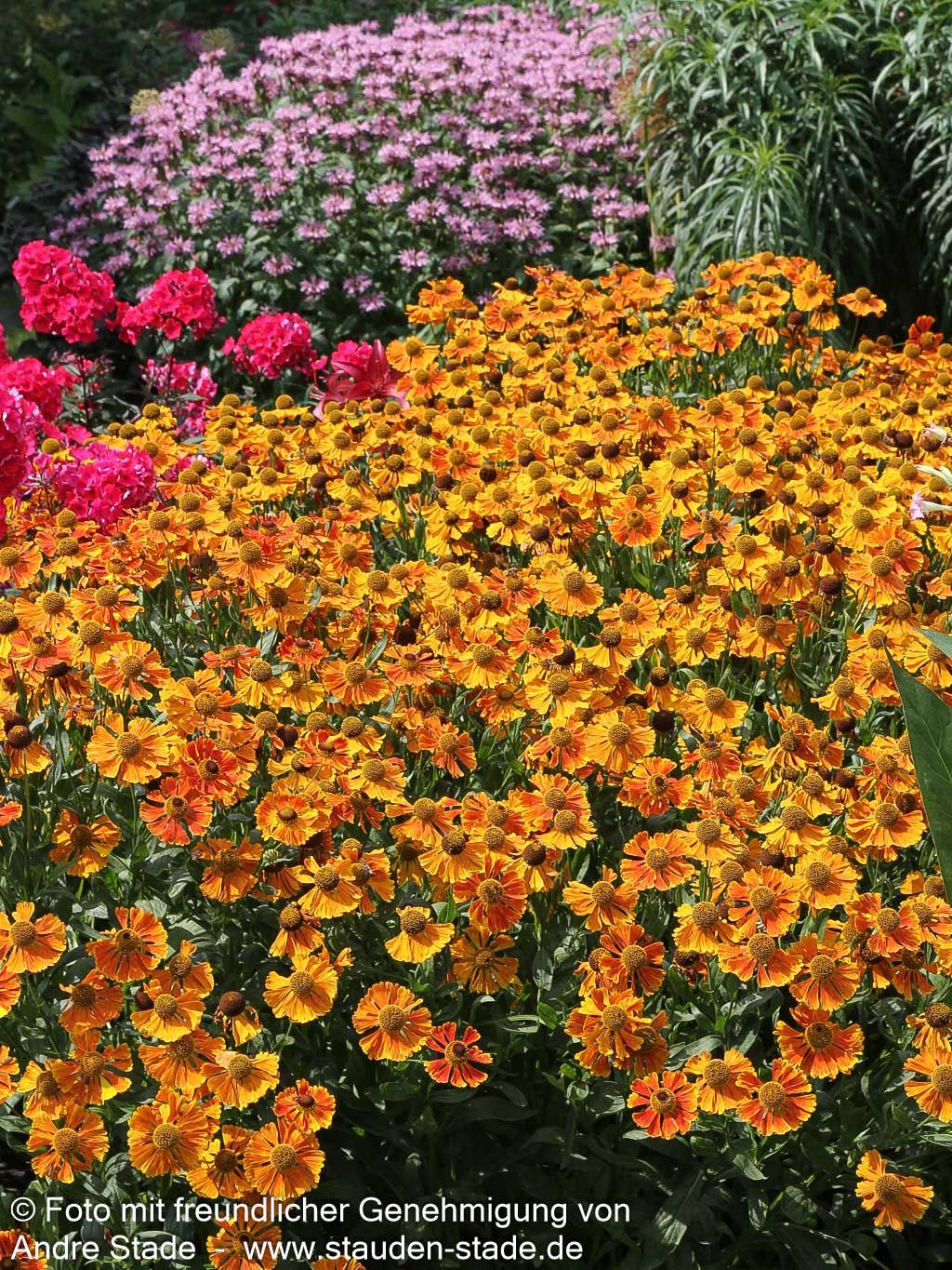 Sonnenbraut 'Waltraut' (Helenium x cult.)