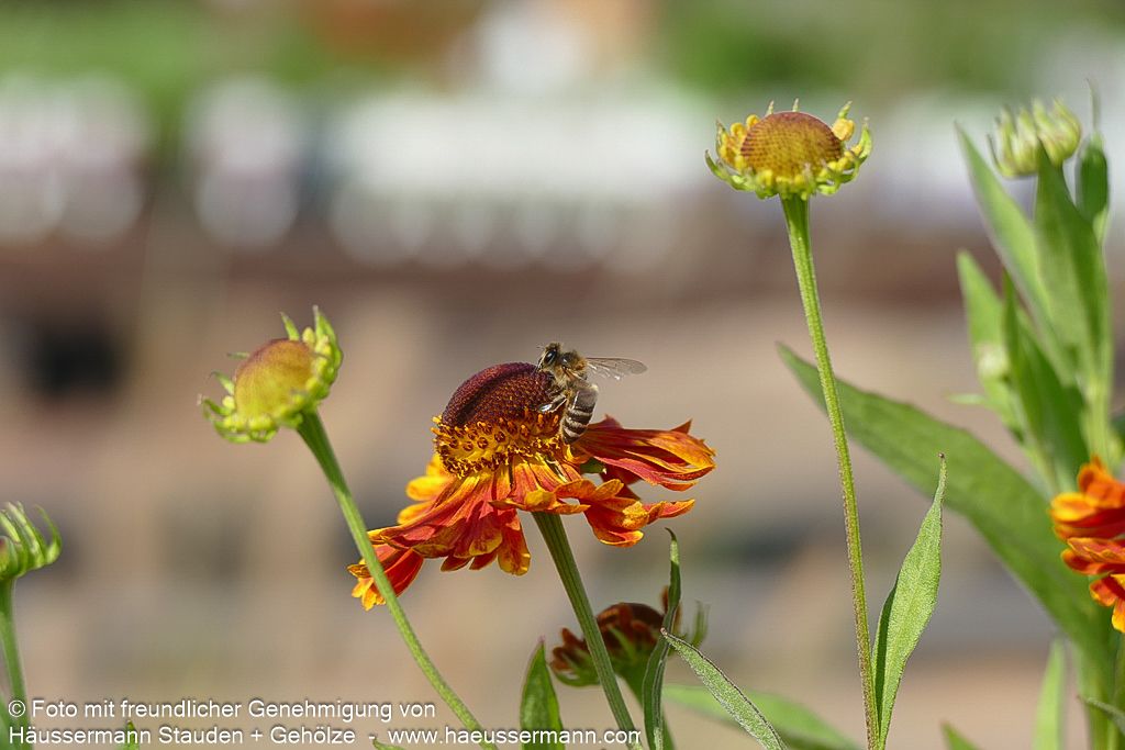 Sonnenbraut 'Waltraut' (Helenium x cult.)