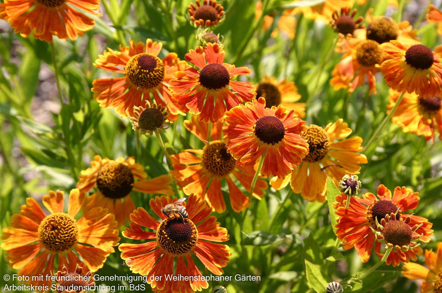 Sonnenbraut 'Waltraut' (Helenium x cult.)