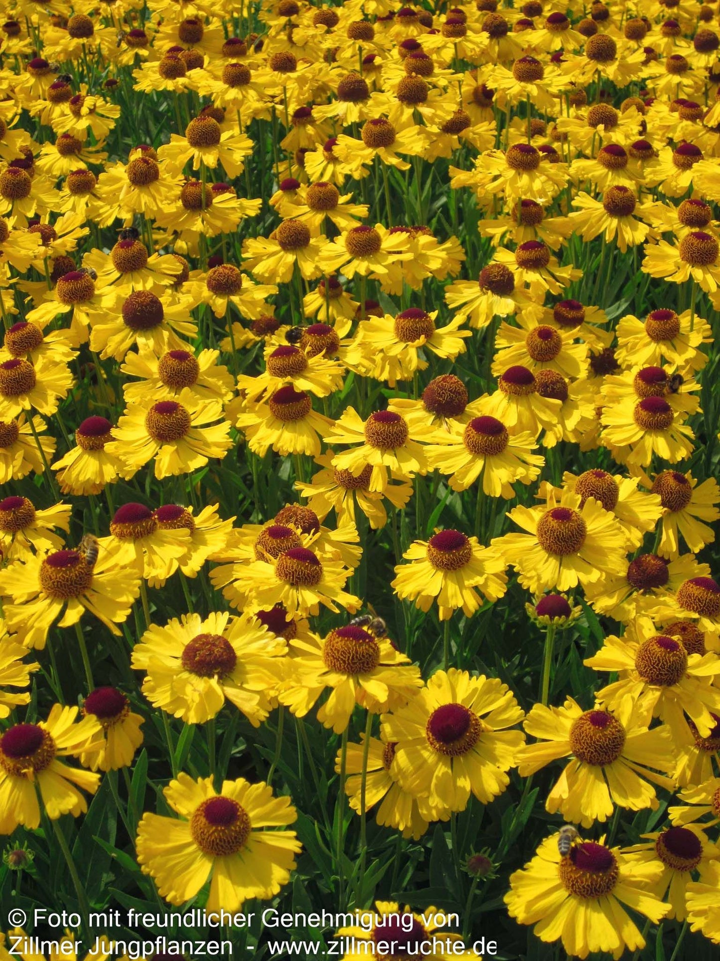 Sonnenbraut 'Wesergold' (Helenium x cult.)