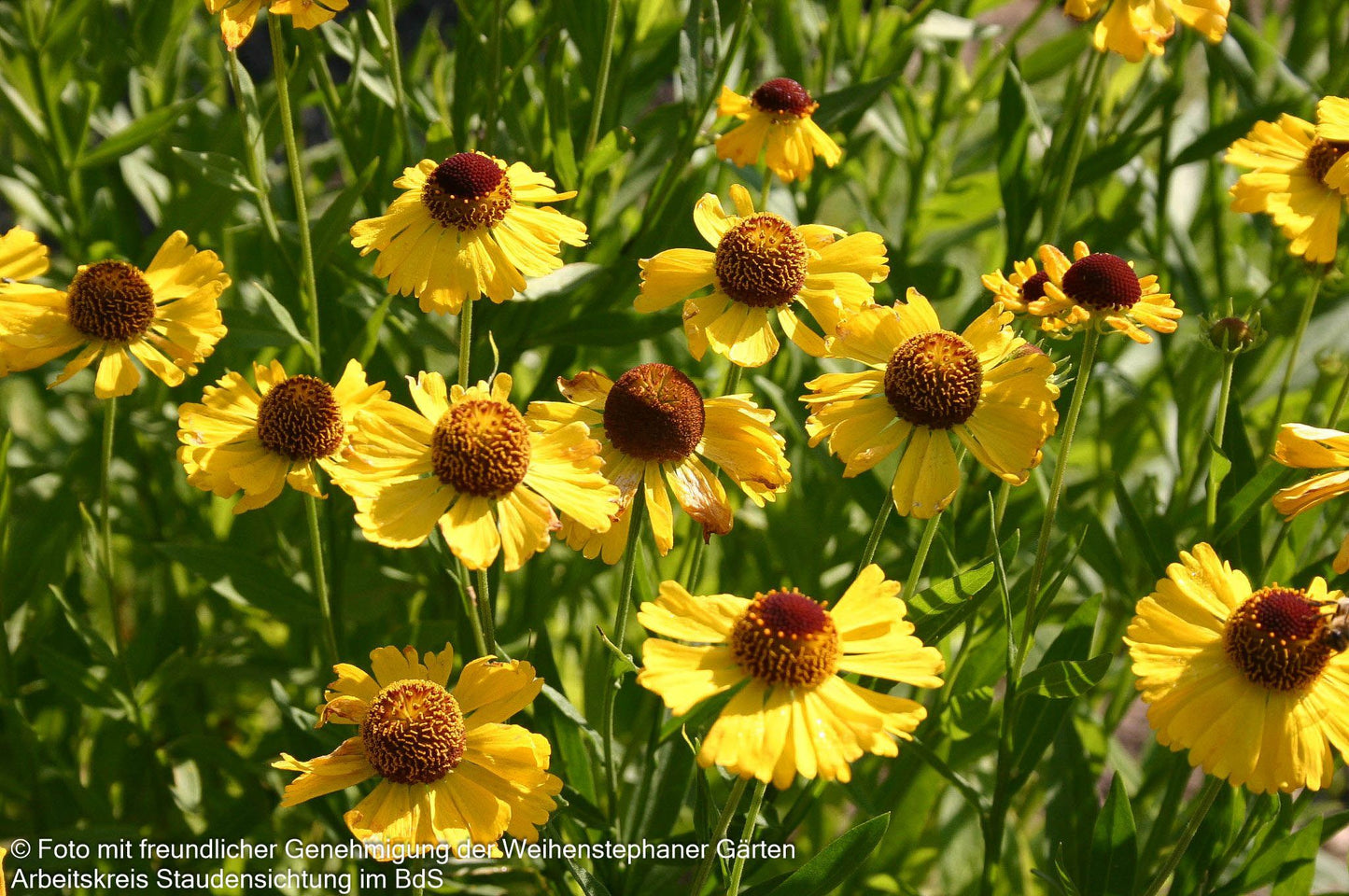 Sonnenbraut 'Wesergold' (Helenium x cult.)