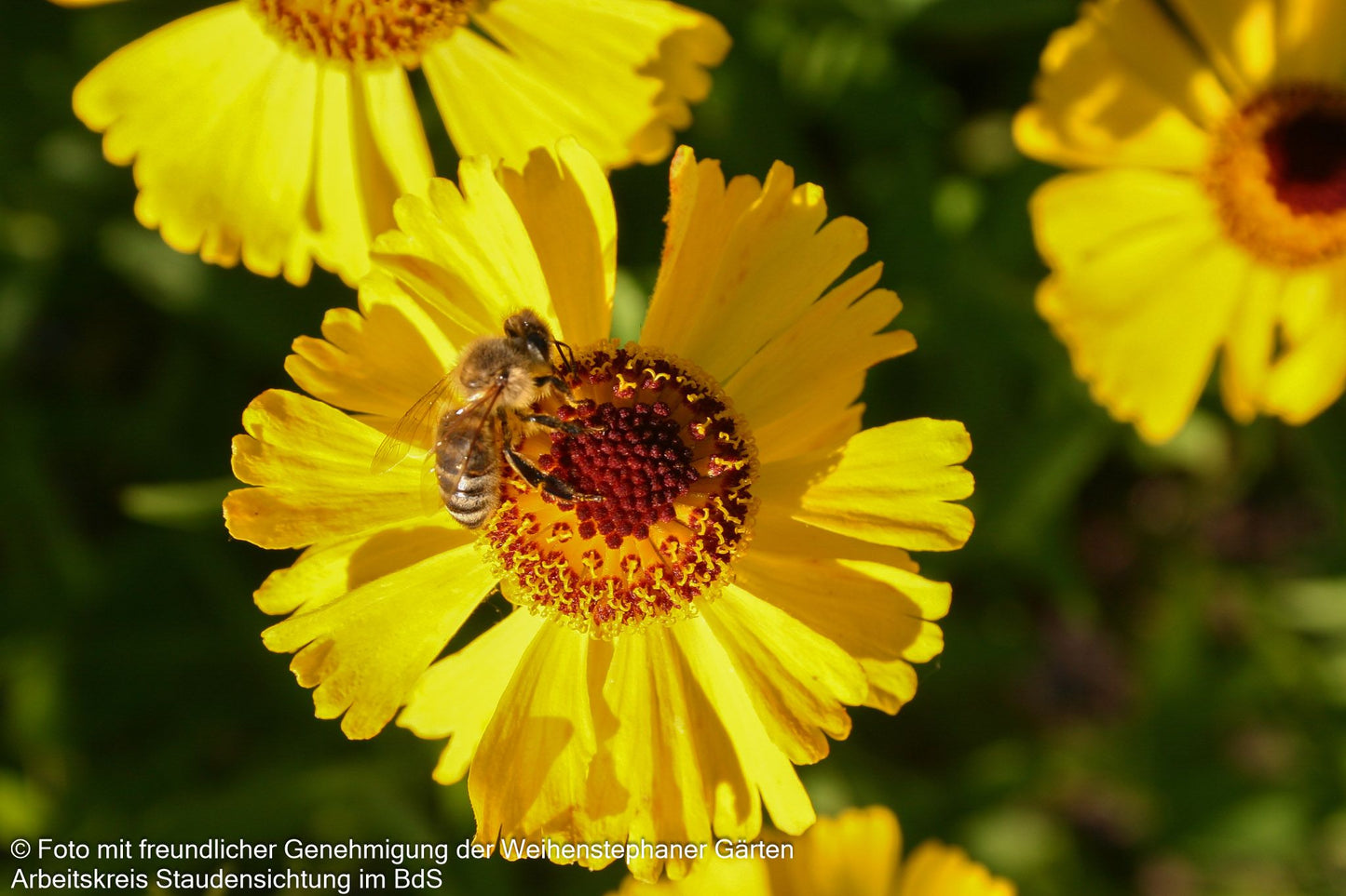 Sonnenbraut 'Wesergold' (Helenium x cult.)