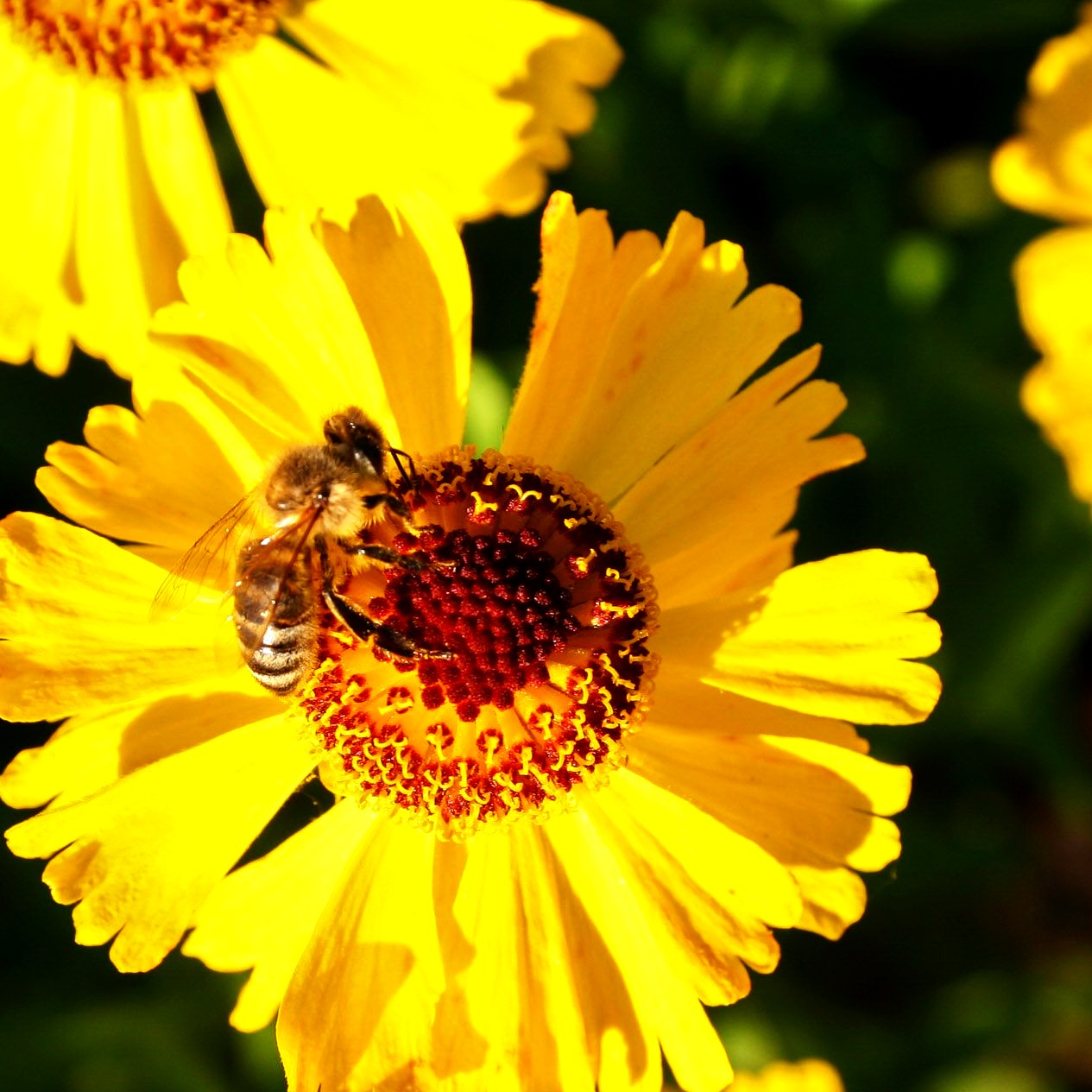 Sonnenbraut 'Wesergold' (Helenium x cult.)