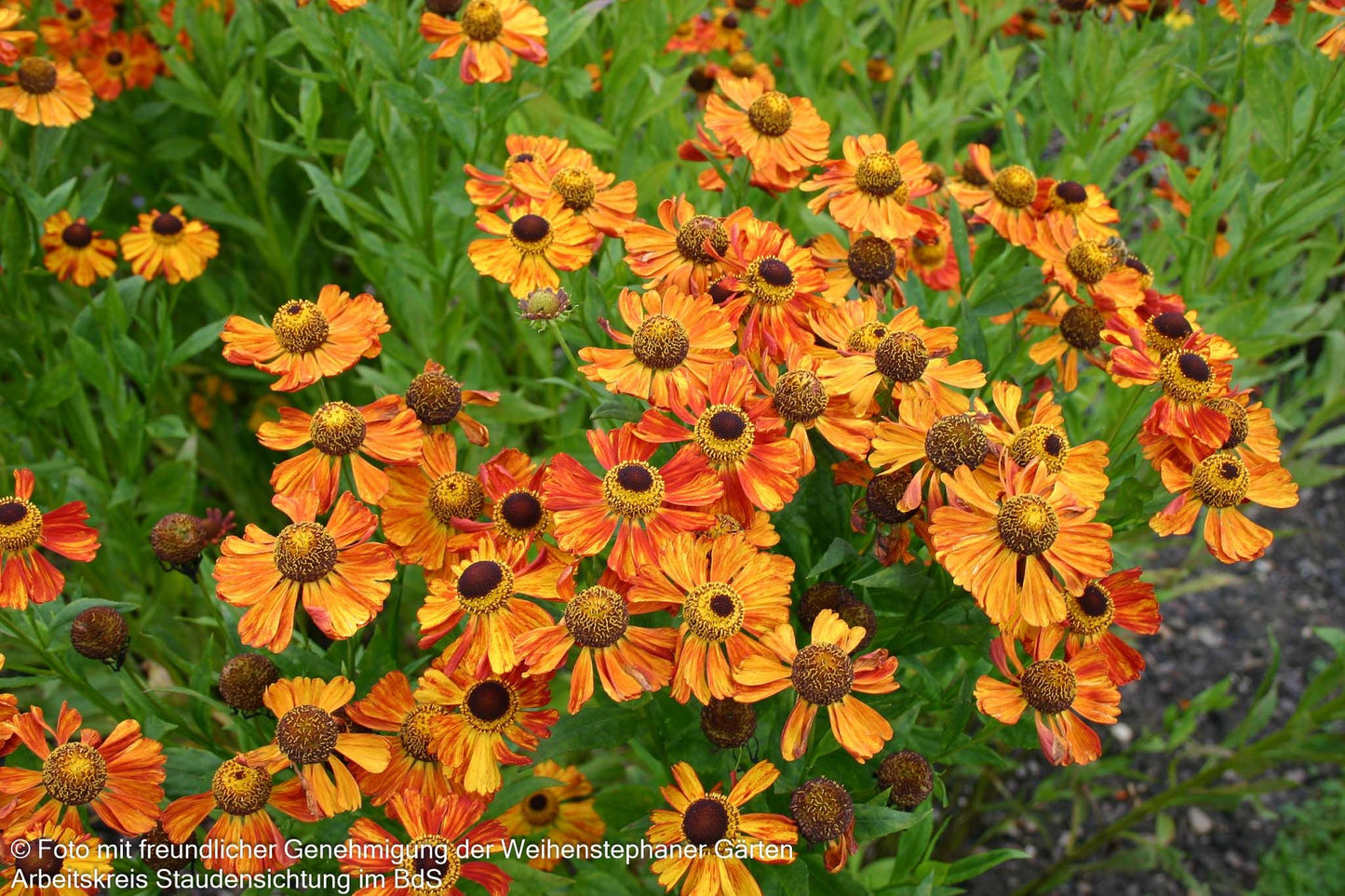 Sonnenbraut 'Wonadonga' (Helenium x cult.)