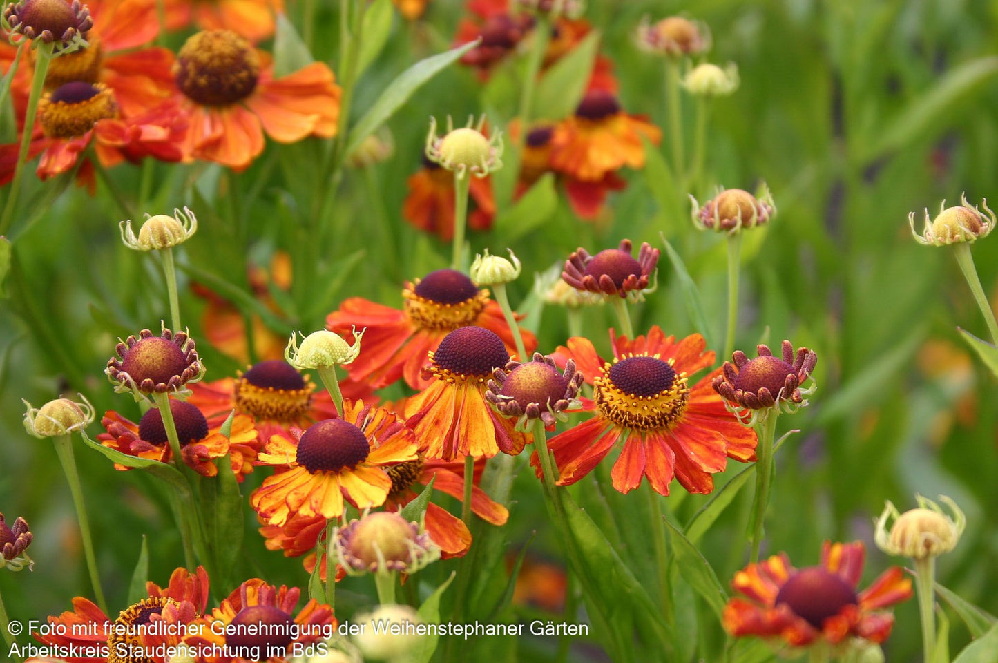 Sonnenbraut 'Wonadonga' (Helenium x cult.)