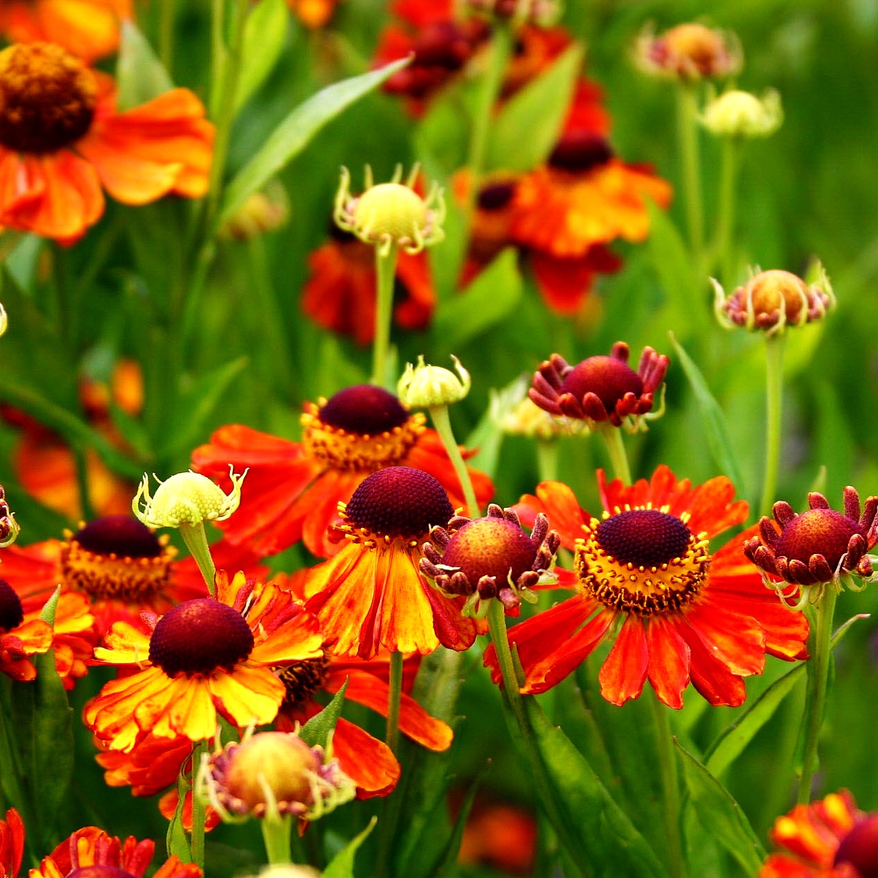 Sonnenbraut 'Wonadonga' (Helenium x cult.)