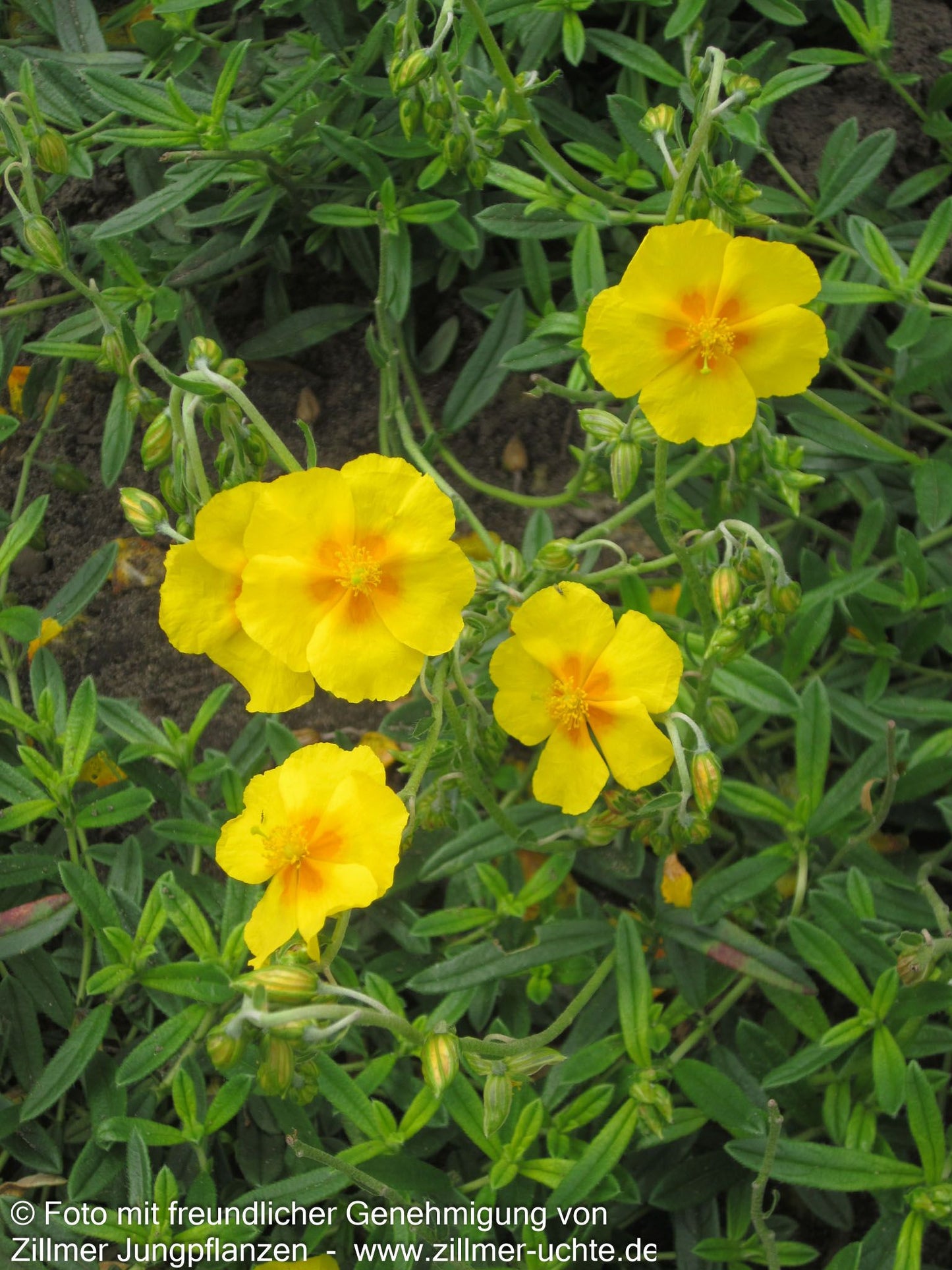 Sonnenröschen 'Ben Fhada' (Helianthemum x cult.)
