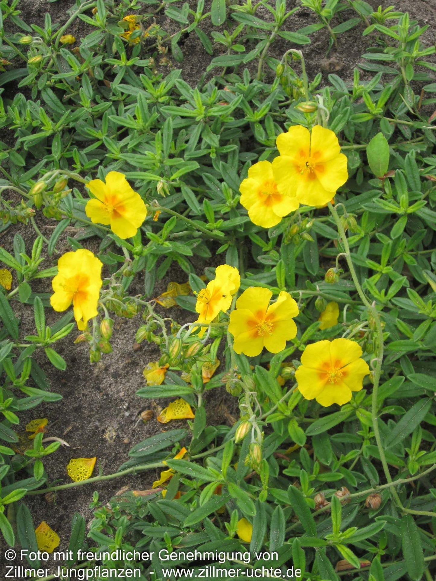 Sonnenröschen 'Ben Fhada' (Helianthemum x cult.)