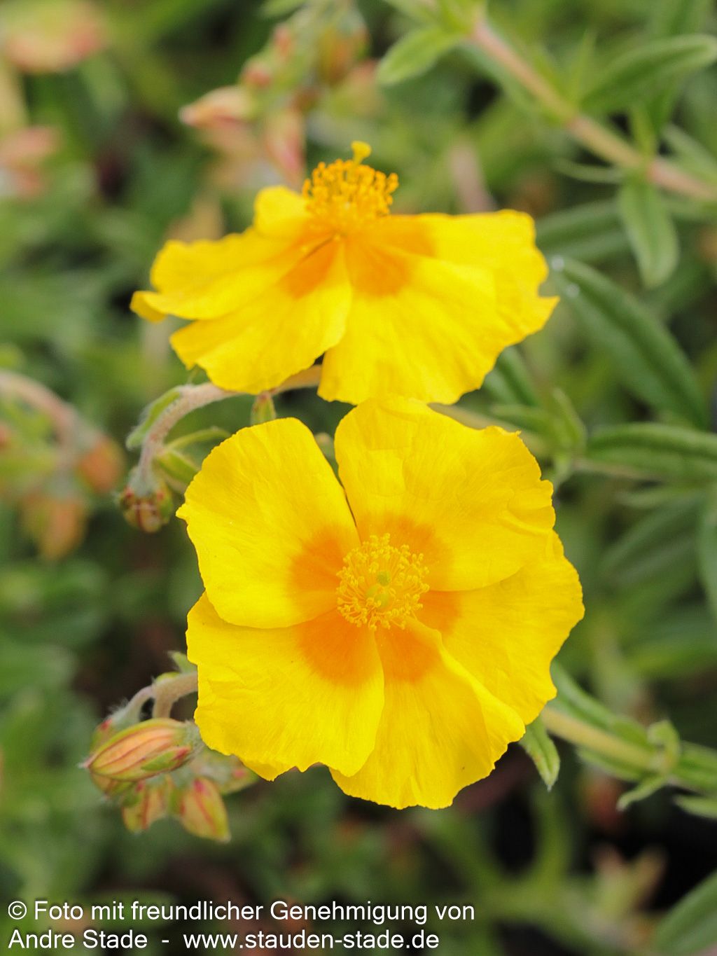 Sonnenröschen 'Ben Fhada' (Helianthemum x cult.)