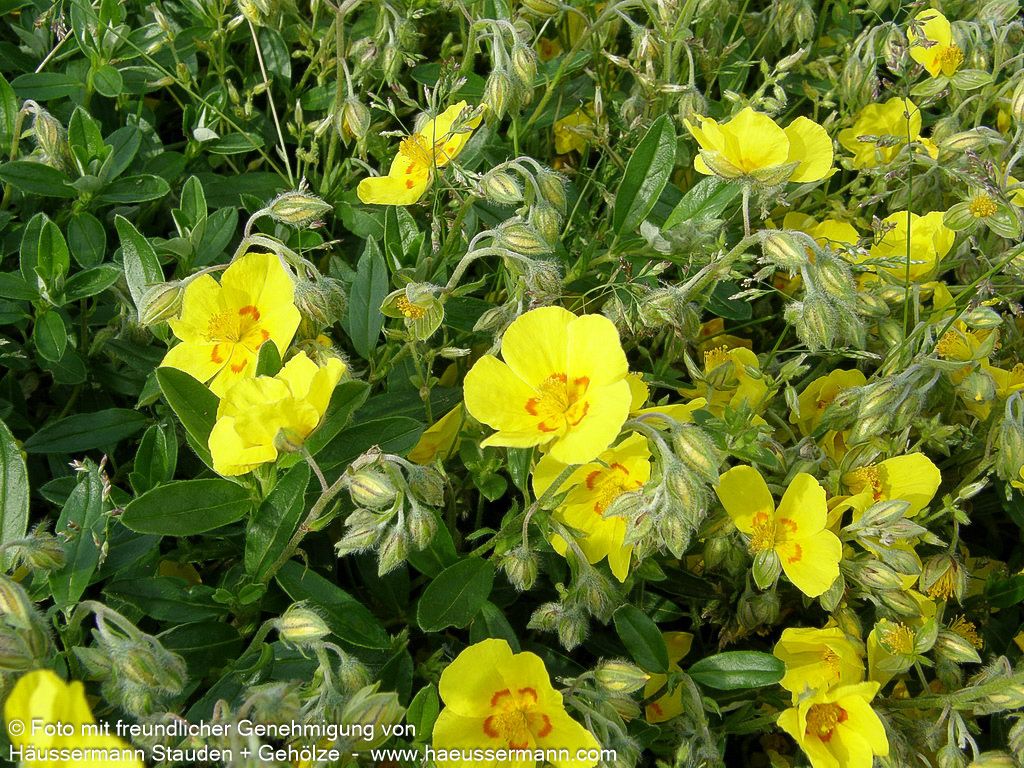 Sonnenröschen 'Ben Fhada' (Helianthemum x cult.)