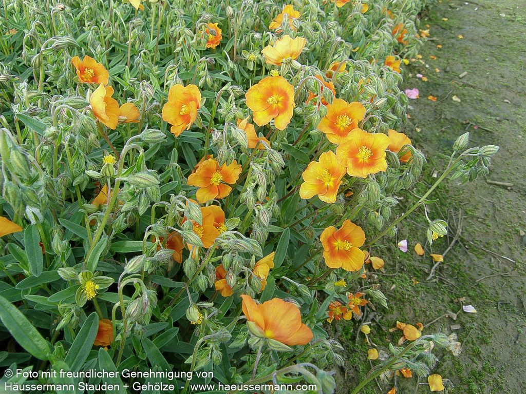 Sonnenröschen 'Braungold' (Helianthemum x cult.)