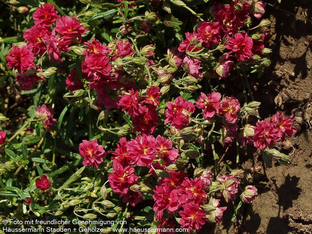 Sonnenröschen 'Cerise Queen' (Helianthemum x cult.)