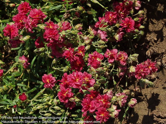 Sonnenröschen 'Cerise Queen' (Helianthemum x cult.)