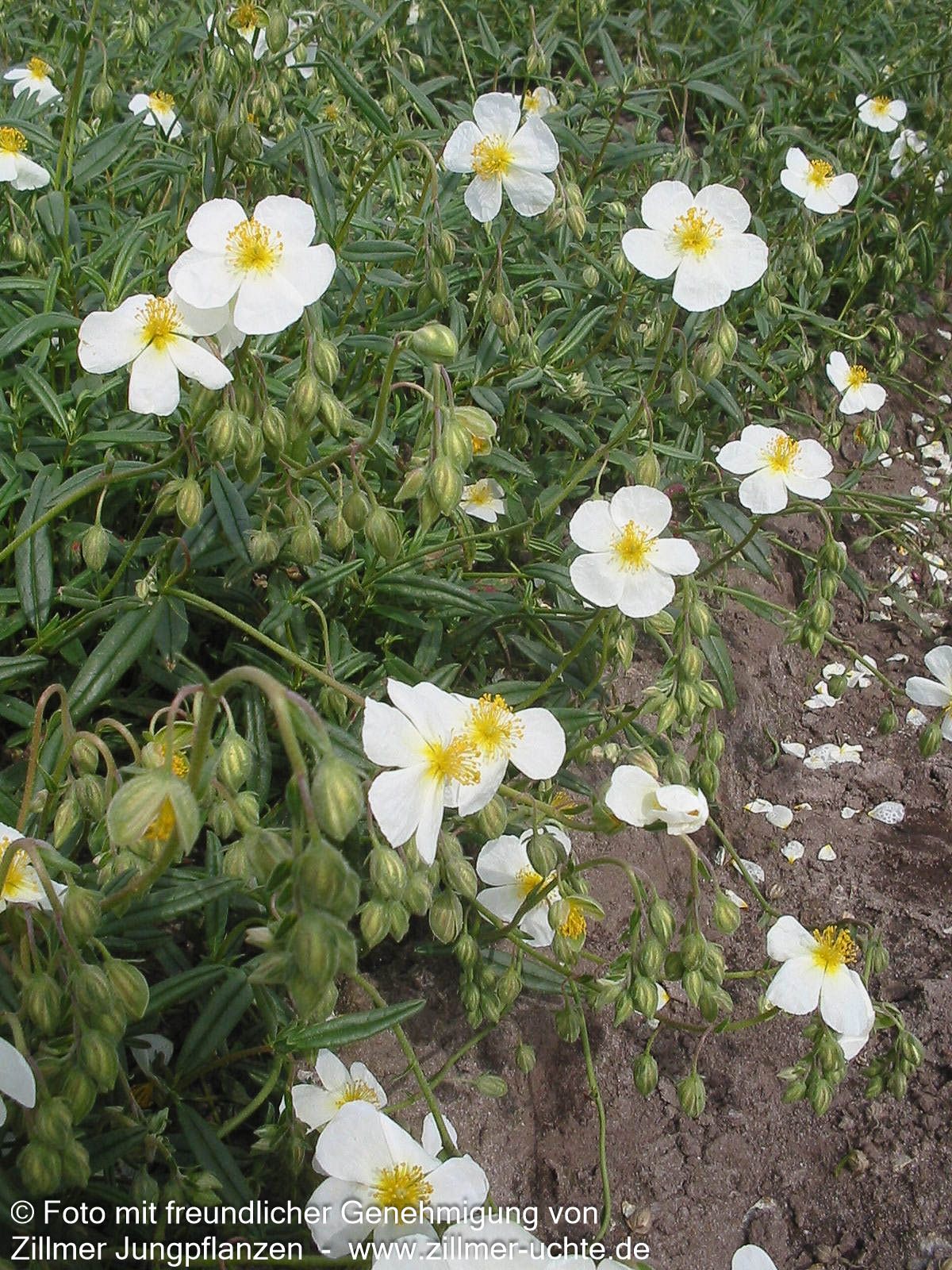 Sonnenröschen 'Eisbär' (Helianthemum x cult.)