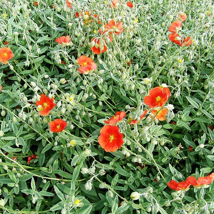Sonnenröschen 'Frau M.Bachthaler' (Helianthemum x cult.)