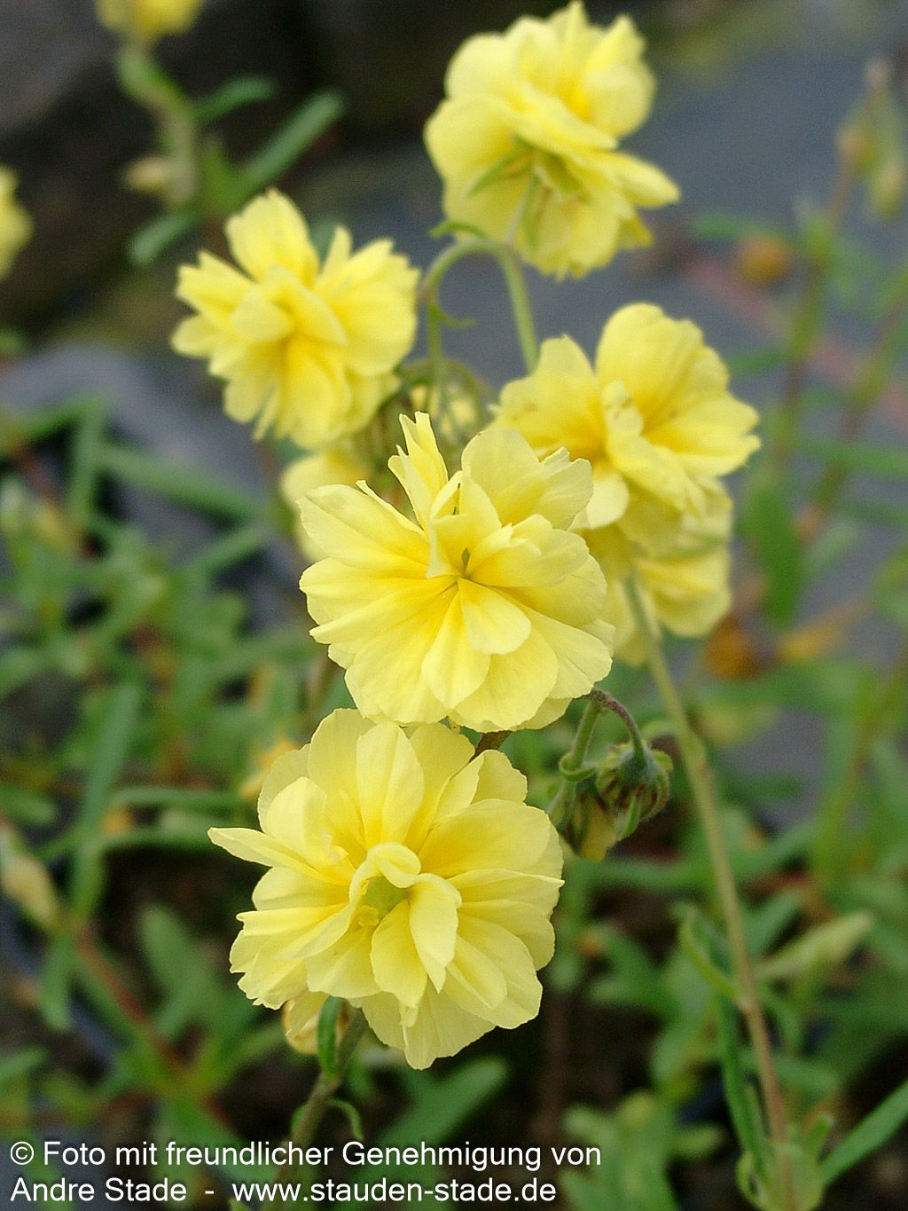 Sonnenröschen 'Gelbe Perle' (Helianthemum x cult.)
