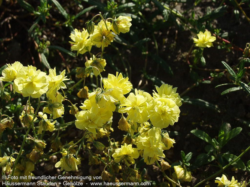 Sonnenröschen 'Gelbe Perle' (Helianthemum x cult.)