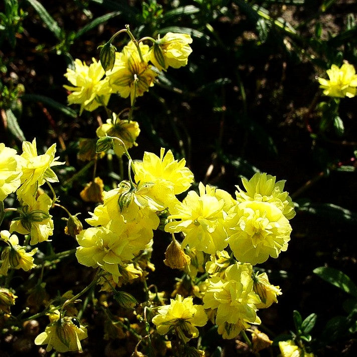 Sonnenröschen 'Gelbe Perle' (Helianthemum x cult.)