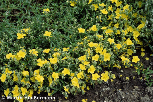Sonnenröschen 'Golden Queen' (Helianthemum x cult.)