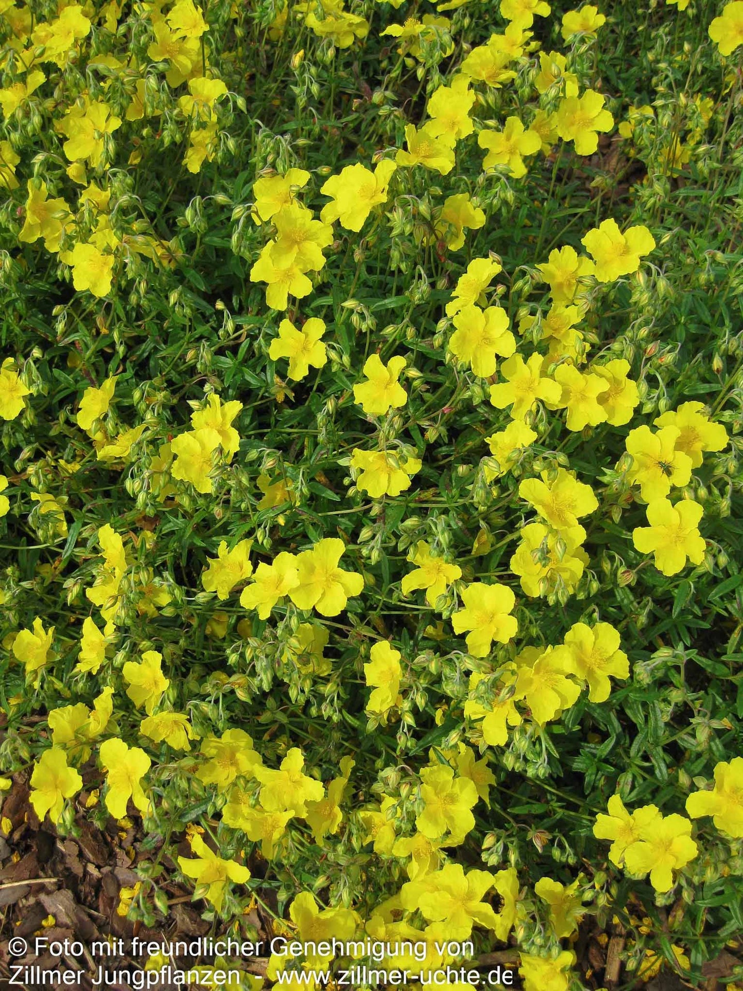 Sonnenröschen 'Golden Queen' (Helianthemum x cult.)
