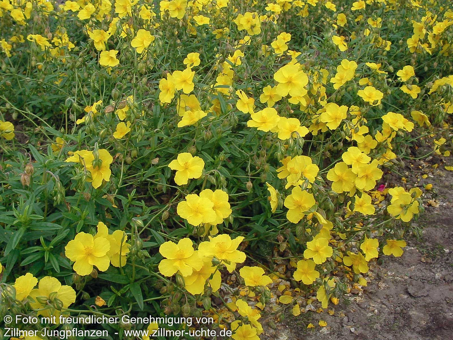 Sonnenröschen 'Golden Queen' (Helianthemum x cult.)