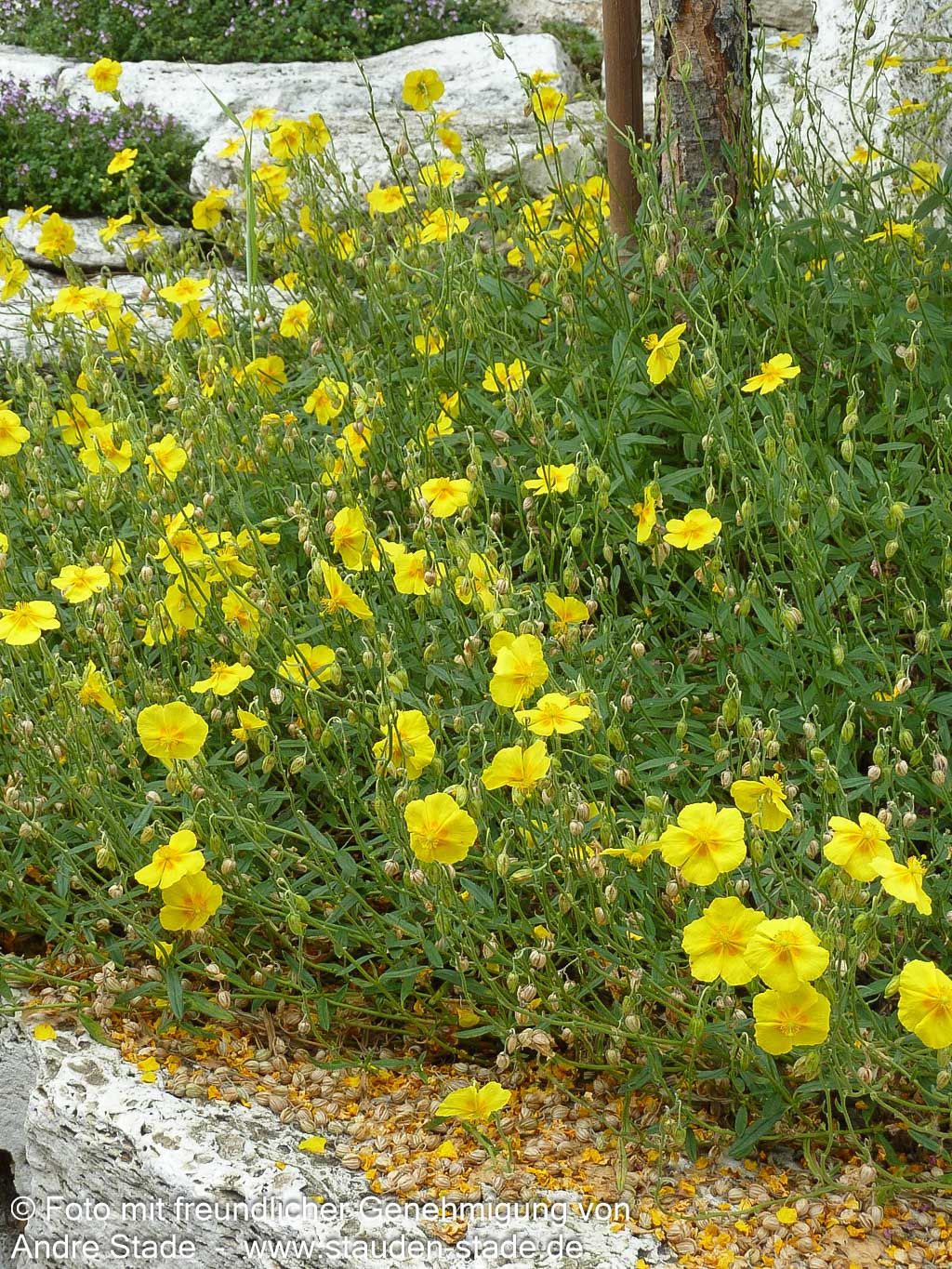 Sonnenröschen 'Golden Queen' (Helianthemum x cult.)