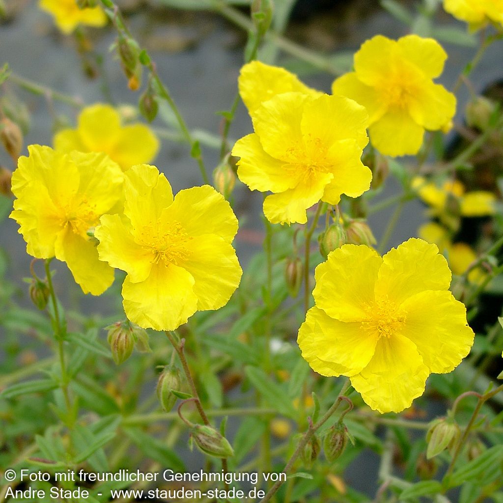 Sonnenröschen 'Golden Queen' (Helianthemum x cult.)