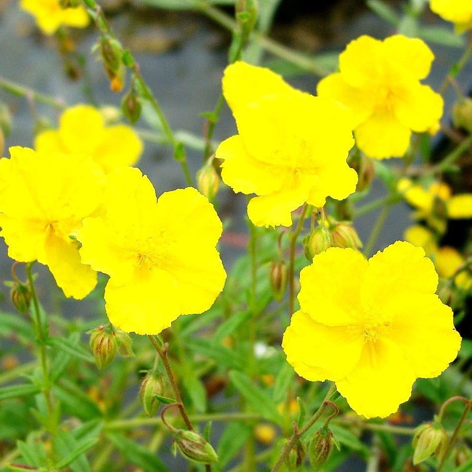 Sonnenröschen 'Golden Queen' (Helianthemum x cult.)