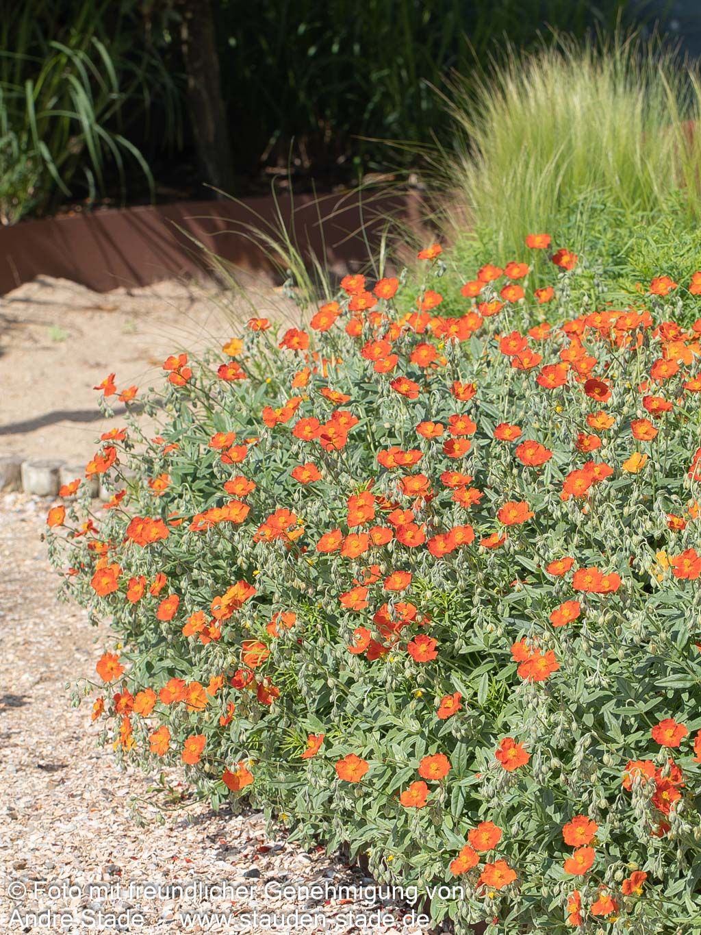 Sonnenröschen 'Henfield Brilliant' (Helianthemum x cult.)
